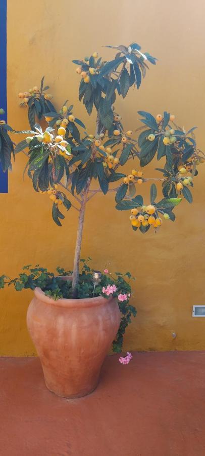 Casa Maestro Lelo - Acogedora Casa Rural Canaria Con Patios Y Jardines De Flores Las Palmas de Gran Canaria Dış mekan fotoğraf